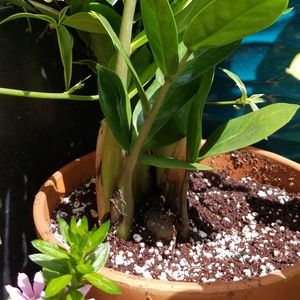 ZZ Plant or Zanzibar Gem 4" Pot Size (Rooted)